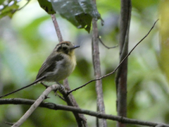 Platyrinchus coronatus