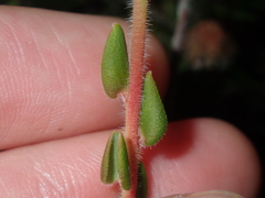 Leucopogon plumuliflorus