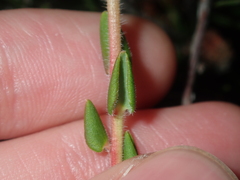 Leucopogon plumuliflorus