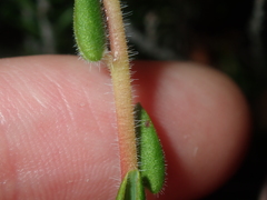 Leucopogon plumuliflorus