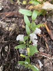 Scutellaria californica