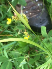 Carex pallescens
