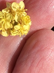 Lemphoria procumbens