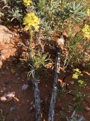 Lemphoria procumbens