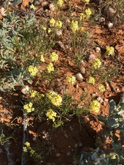 Lemphoria procumbens