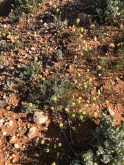 Lemphoria procumbens