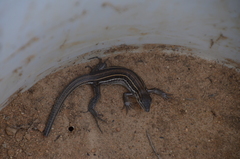 Aspidoscelis hyperythrus beldingi