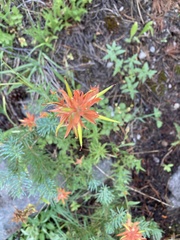Castilleja pruinosa