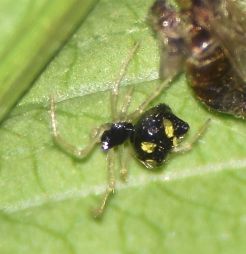 Theridula gonygaster image