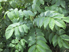 Toxicodendron vernicifluum