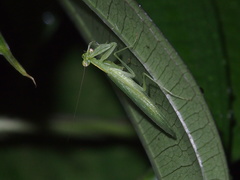 Tropidomantis gressitti
