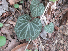 Viola variegata