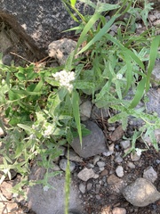 Castilleja pruinosa