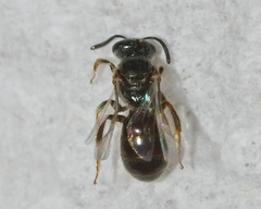 Lasioglossum illinoense