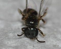 Lasioglossum illinoense