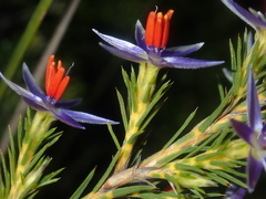 Calectasia hispida