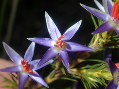 Calectasia hispida