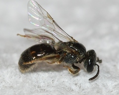 Lasioglossum illinoense