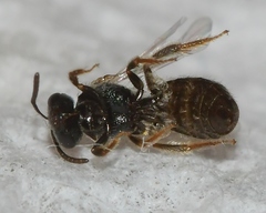 Lasioglossum illinoense