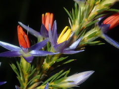 Calectasia hispida