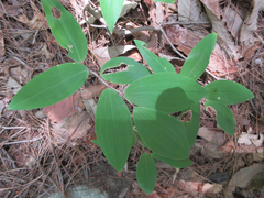 Polygonatum lasianthum