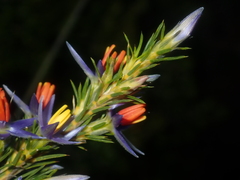 Calectasia hispida