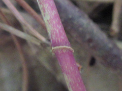 Polygonatum lasianthum