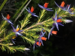 Calectasia hispida
