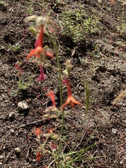Castilleja pruinosa