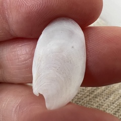 Maoricrypta sodalis