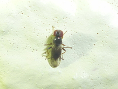 Cyamops