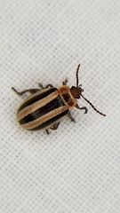 Kuschelina miniata