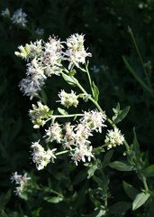 Sericocarpus oregonensis