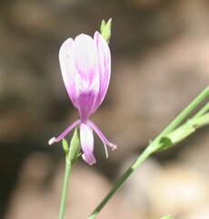 Hypoestes floribunda varia