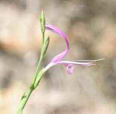 Hypoestes floribunda varia