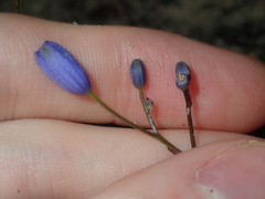 Chamaescilla corymbosa