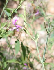 Hypoestes floribunda varia