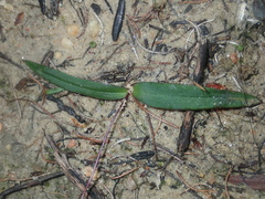 Chamaescilla corymbosa