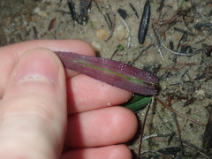 Chamaescilla corymbosa