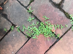 Mollugo verticillata