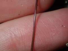 Chamaescilla corymbosa