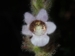 Hemiphora bartlingii