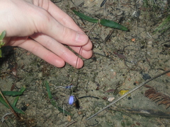 Chamaescilla corymbosa