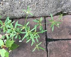 Mollugo verticillata