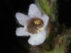 Hemiphora bartlingii