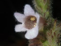 Hemiphora bartlingii
