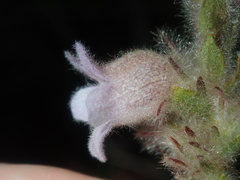 Hemiphora bartlingii