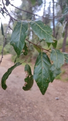 Quercus laurina