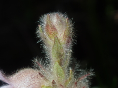 Hemiphora bartlingii