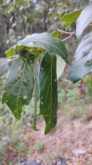Quercus laurina